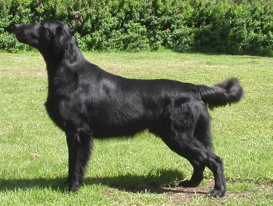 NORD UCH Flatterhaft Black Dog